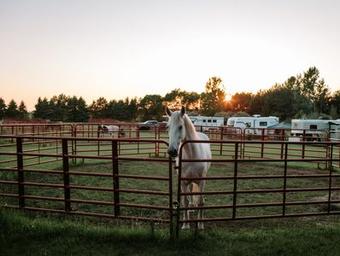 Portrait-style shot of a white horse in a round pen with paddocks and RVs visible behind at sunset — highlights equine facilities and campsite proximity (present on the site home/gallery images).