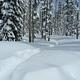 Dappled shade on a freshly snow covered deep snow path through snow covered conifer trees.