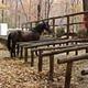 A horse hitched at Round Bottom Horse Camp