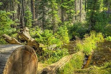 JACK CREEK CAMPGROUND