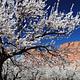 A singular tree with white flowers on it is the focus, many similar trees are behind it. In the background is a red rock cliff. The sky is a rich blue.