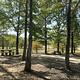 Picnic area sheltered between tall trees