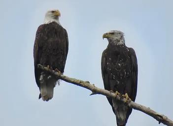 Bald Eagle views from Horseshoe pond