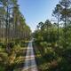 Drone image of a tree-lined dirt road/trail through the property — useful to show the natural trails and acreage of the equestrian resort (appears on site as property/trail imagery).