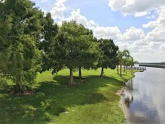 Bald Cypress Trees on the shoreline