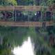 Wooden footbridge over a reflective waterway surrounded by palms and oaks — showcases the resort's lakeside scenery and walking features.