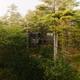 Exterior drone shot of Madawaska Tree Dwelling at Seguin Tree Dwellings in Georgetown Maine