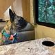 Your Home on Wheels! Furry friend approved!