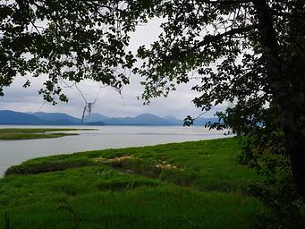 Grass and water with  mountains behind and a tree in foreground