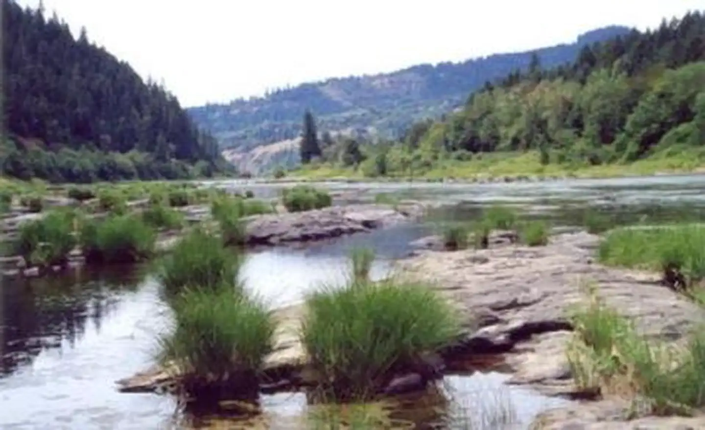 Tyee Campground - Umpqua River