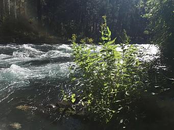 The Metolius River runs cold and clear next to Monty Campground