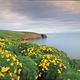 Yellow flowered plants covering ocean bluff overlooking coastline with arch in the distance.