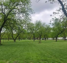 Open pecan orchard/grove scene with mowed grass and RVs faintly visible in background — highlights the park's shaded orchard areas and overall grounds; matches 'Amenities/Home' context on the site.