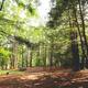 Wooded campsite among pine trees with a picnic table — clear campsite scene showing setting and tree cover. Source page: site 'Pines.jpeg' on main site.
