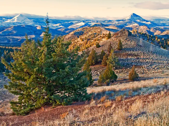 Ochoco Forest Camp
