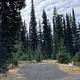 Single site with graveled parking, and picnic table surrounded by tall conifer trees.