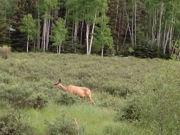 Elk Creek Campground (Rio Grande Nf)