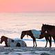 Assateague Island National Seashore Wild Horses on the Beach