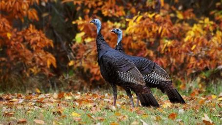 Wildlife photograph (wild turkeys) used on the About page; supports representation of animals and nature found on the property.