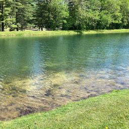 Pond shoreline view with clear water and surrounding trees and turf — shows on-site water feature/landscape amenity (appears on the site’s main pages).
