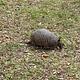 Armadillo Visiting Fort Pickens Campground