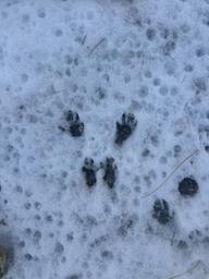 Black Dog Basecamp (aka Lewiston Shady Acres)