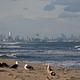 The view of New York City from the beach at Sandy Hook