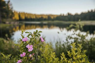 Wild flowers at Roubaix Lake