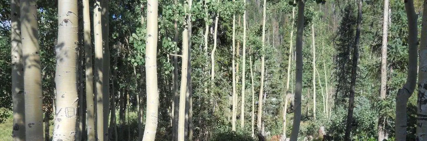 Big Meadows Reservoir Campground (south Central Co)