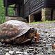 Close, ground level view of an Eastern box turtle.  American chestnut cabin and trees in the background.