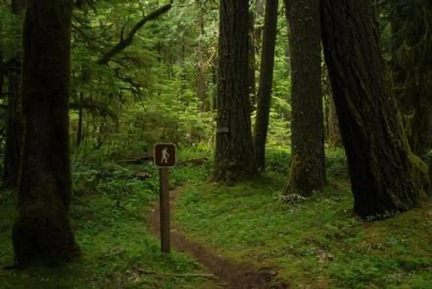 North Fork Bear Group Camp