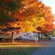 View of an RV row under autumn foliage showing paved roads and RV hookups — useful to depict RV camping layout and site spacing; shown on the resort homepage background image.