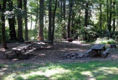 Maple Tree Camp