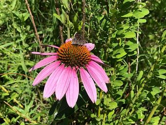 Lady Bird Wildflower Plot