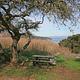 Picnic table next to large tree overlooking ocean. 