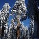 Snow Covered Sequoias 