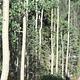 Group of Aspen Trees