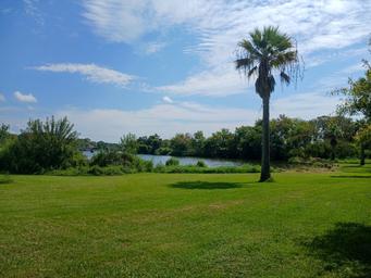 Bayou Campground -A grassy field with a palm tree in the foreground, trees along the edge of a calm river, and a partly cloudy blue sky above.