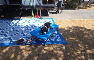 Surveyor 247BH Dog Friendly + Bunkhouse + Island