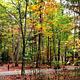 Empty campsites along a paved roadway in a fall forest