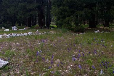 Grassy areas lead you to sites surrounded by pine trees with picnic tables, BBQ stand and tents pads.
