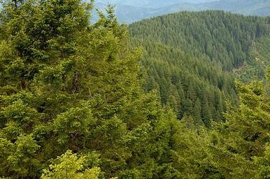 View from Bald Knob Lookout
