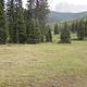 Grassy meadow with spruce trees and mountains in background