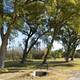 Large Cottonwood trees lining the group campsites with green grass