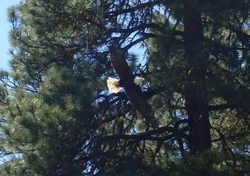Pine Needle Group Site