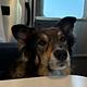 Date my Airstream.  Kid and Pet Friendly!