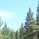 Pine and fir trees under blue, partly cloudy sky.