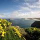 Yellow flowered plant on coastal bluff overlooking harbor with white sand and islet at the entrance.