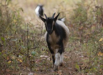 Mariaville Goat Farm