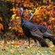 Wildlife photograph (wild turkeys) used on the About page; supports representation of animals and nature found on the property.